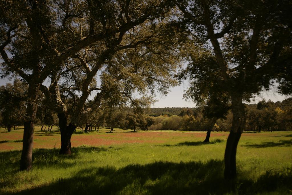 코루시 Monte Do Areeiro 빌라 외부 사진